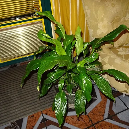 Hotel Color
